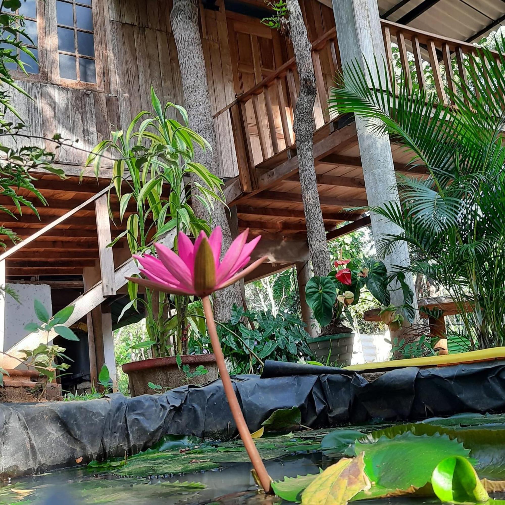 סיגירייה Ruk Sewana Villa Tree House מראה חיצוני תמונה